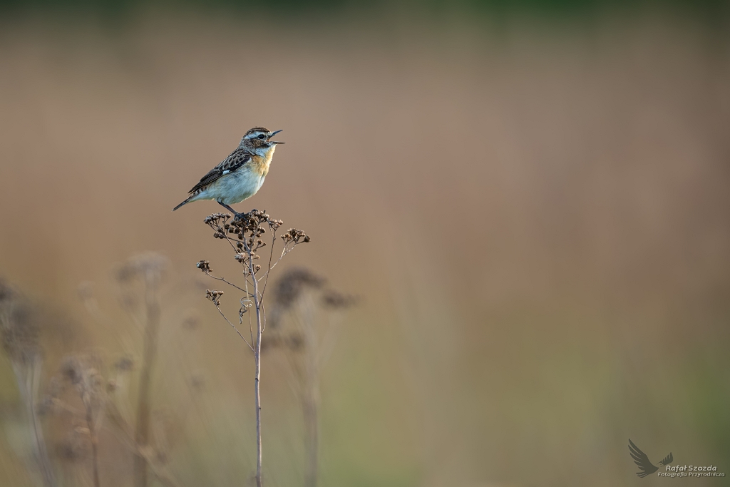 Poklskwa minimalistycznie, Whinchat (Saxicola rubetra) ... 2020r