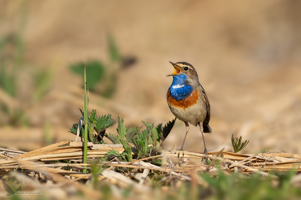 Podrniczek, Bluethroat (Luscinia svecica) ... 2020r