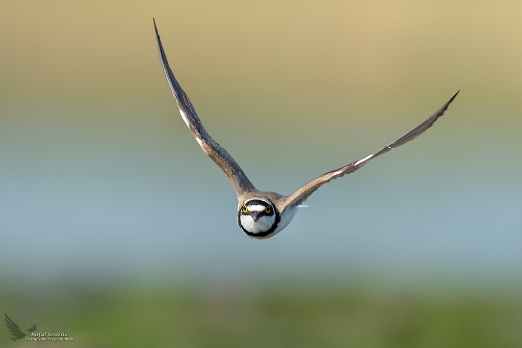 Sieweczka rzeczna, Little Ringed Plover (Charadrius dubius) ... 2020r