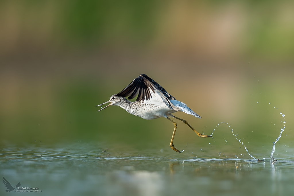 Kwokacz, Common Greenshank (Tringa nebularia) ... 2020r