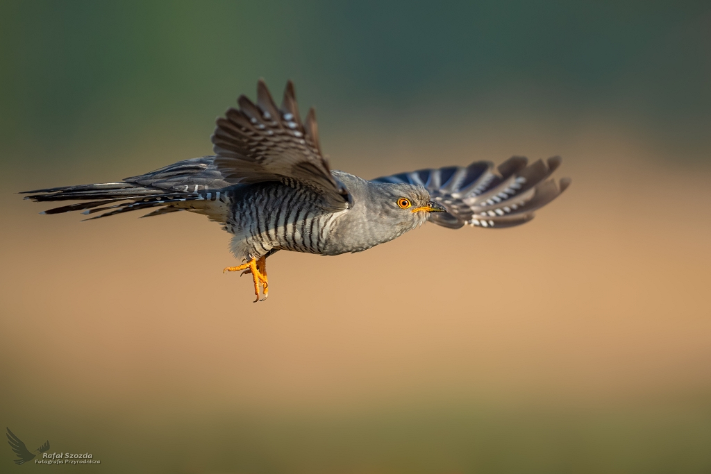Kukuka, Common Cuckoo (Cuculus canorus) ... 2020r