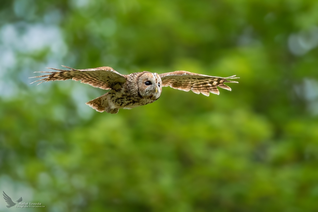 Puszczyk, Tawny Owl (Strix aluco) ... 2020r