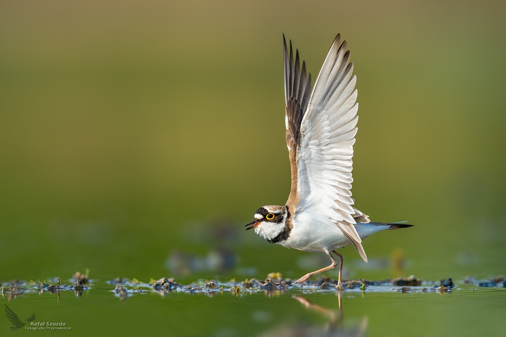 Sieweczka rzeczna, Little Ringed Plover (Charadrius dubius) ... 2020r