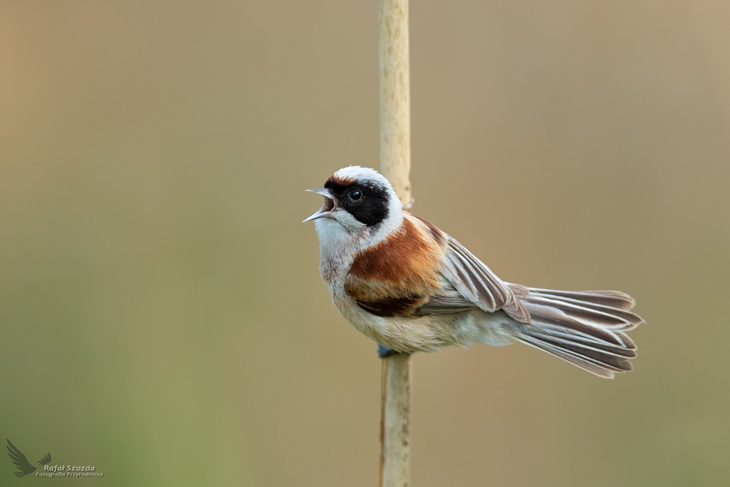 Remiz, Eurasian Penduline-Tit (Remiz pendulinus) ... 2020r