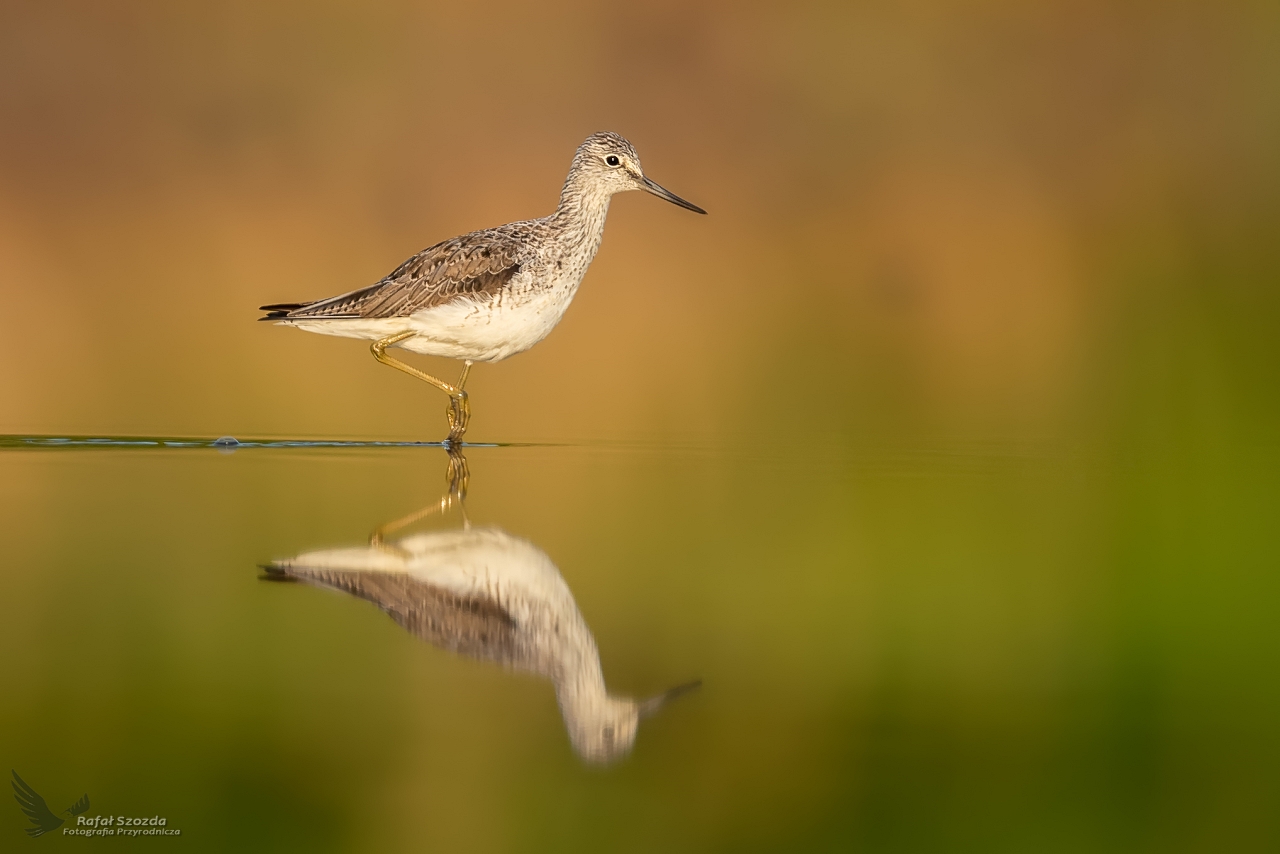 Kwokacz, Common Greenshank (Tringa nebularia) ... 2020r