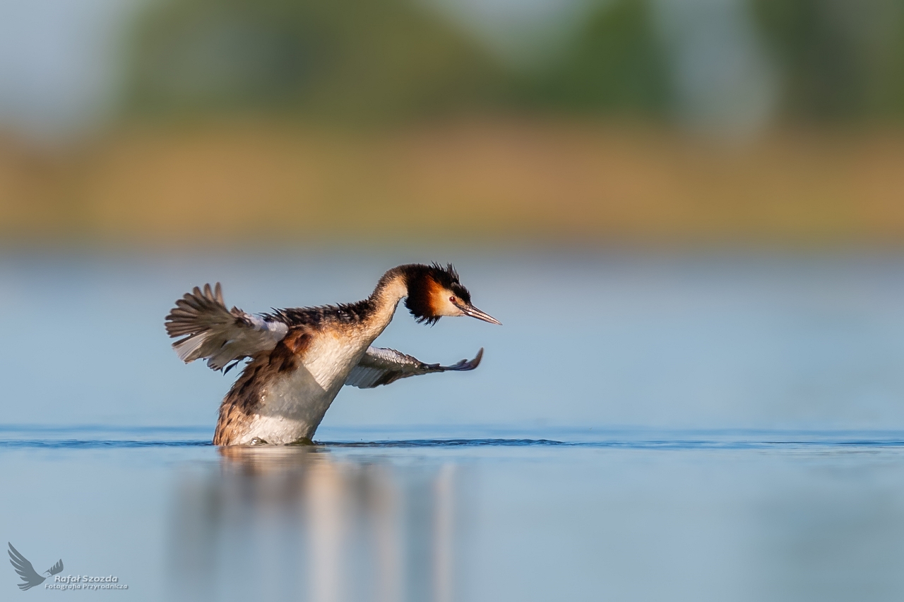 Perkoz dwuczuby, Great Crested Grebe (Podiceps cristatus) ... 2020r