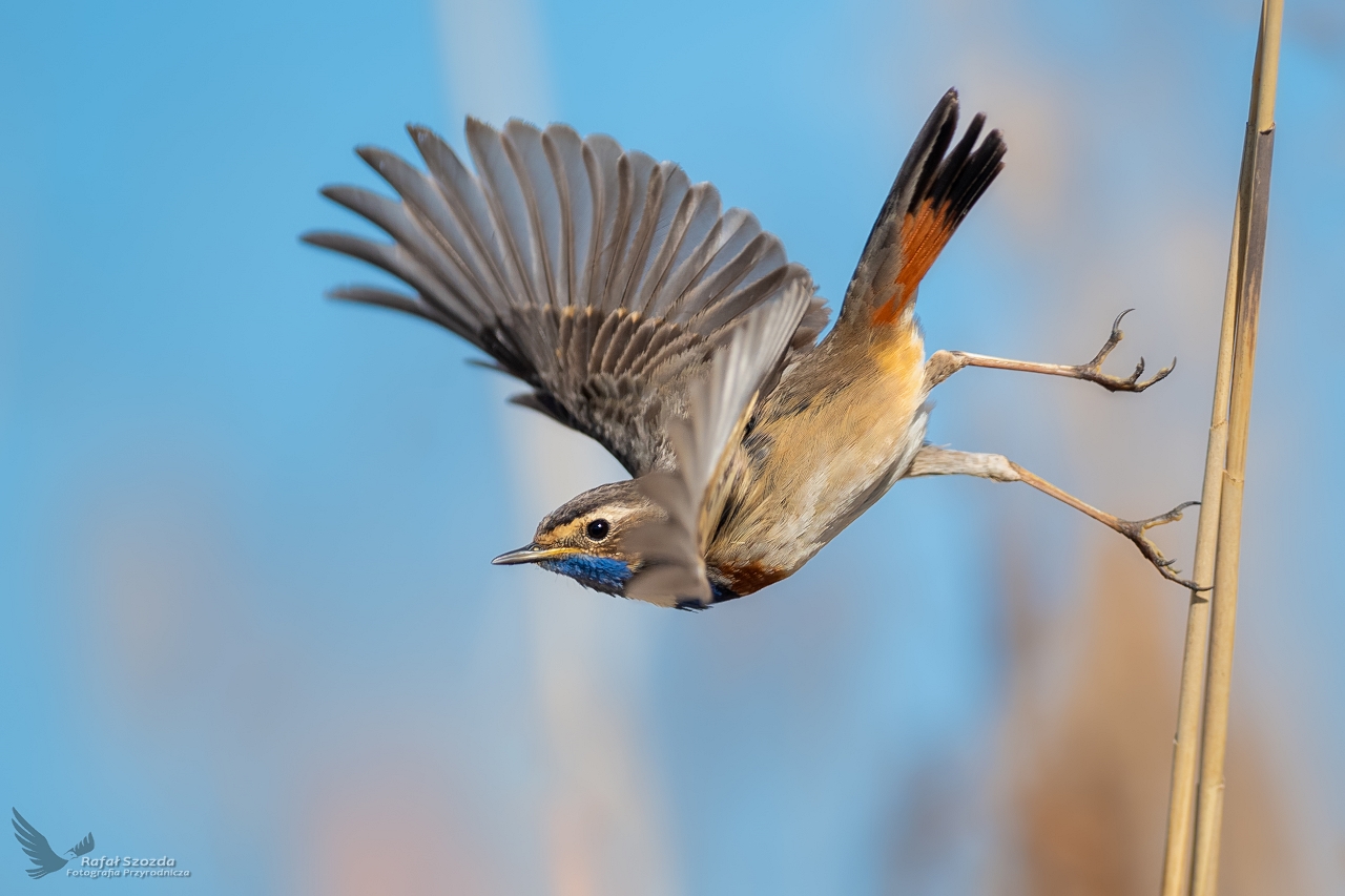 Podrniczek, Bluethroat (Luscinia svecica) ... 2020r