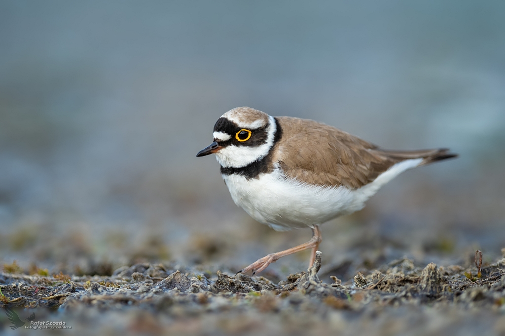 Sieweczka rzeczna, Little Ringed Plover (Charadrius dubius) ... 2020r