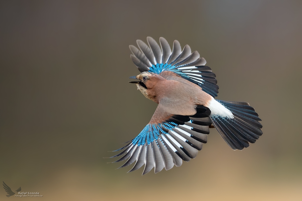Sjka, Eurasian Jay (Garrulus glandarius) ... 2020r