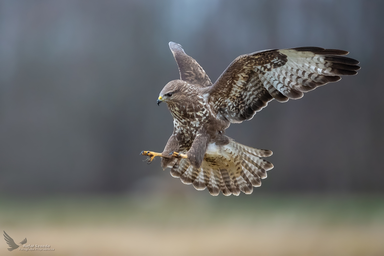 Myszow, Common Buzzard (Buteo buteo) ...