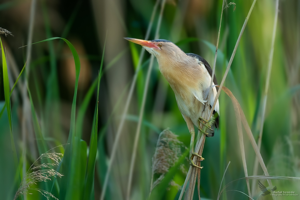 Bczek, Little Bittern (Ixobrychus minutus) ... 2020r