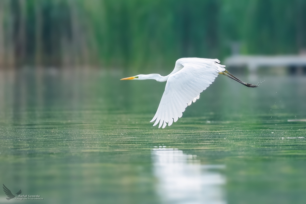 Czapla Biaa, Western Great Egret (Egretta alba)