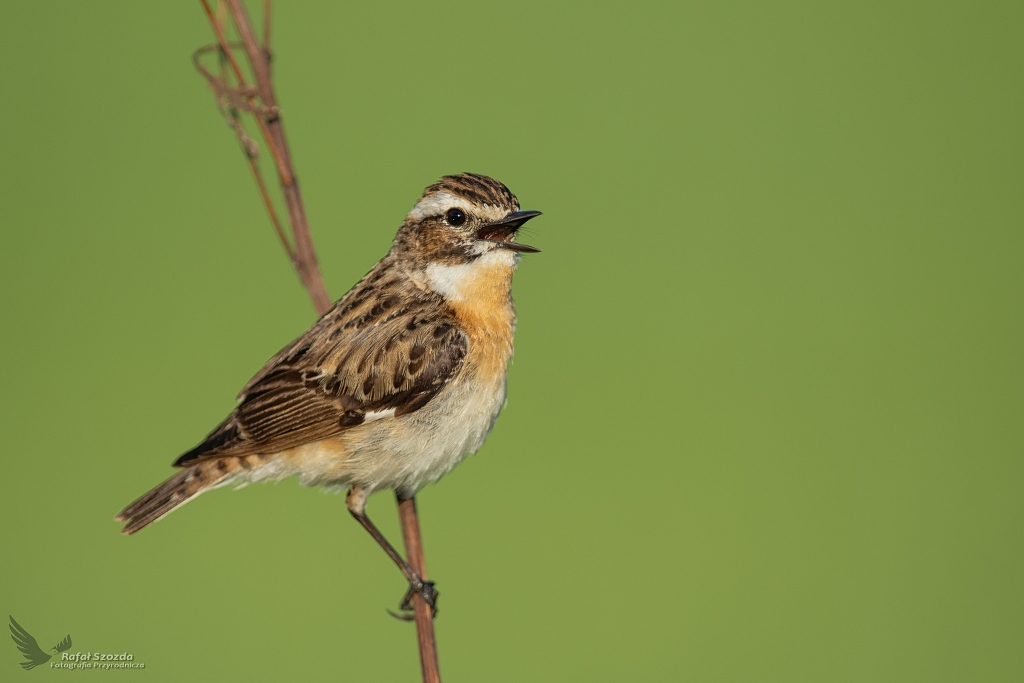 Poklskwa, Whinchat (Saxicola rubetra) ... 2020r
