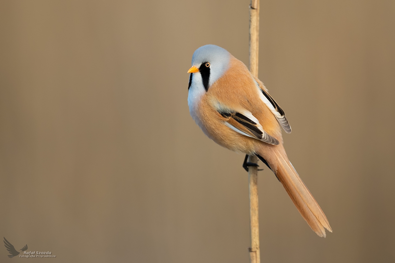 Wsatka, Bearded Parrotbill (Panurus biarmicus) ... 2020r.