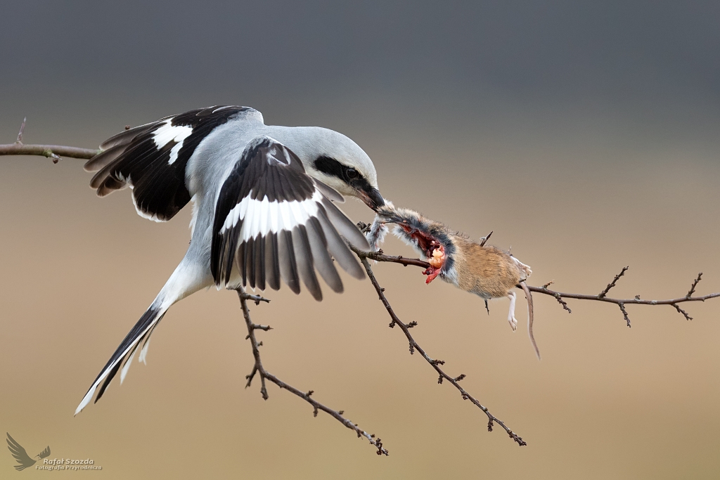 Srokosz, Great Grey Shrike (Lanius excubitor) ... 2020r
