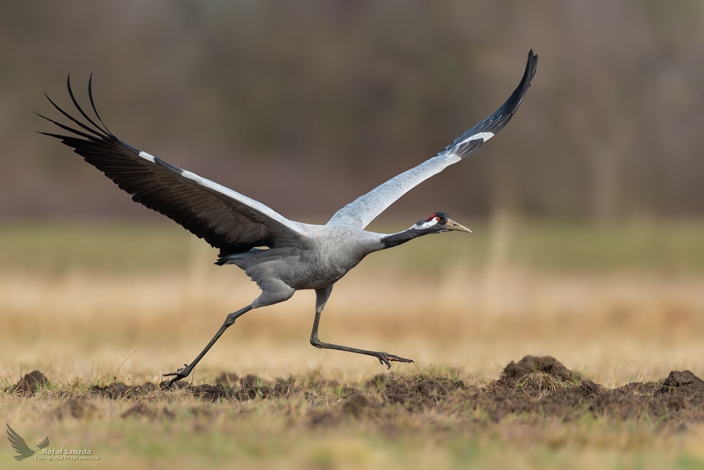 uraw, Common Crane (Grus grus) ... 2020r