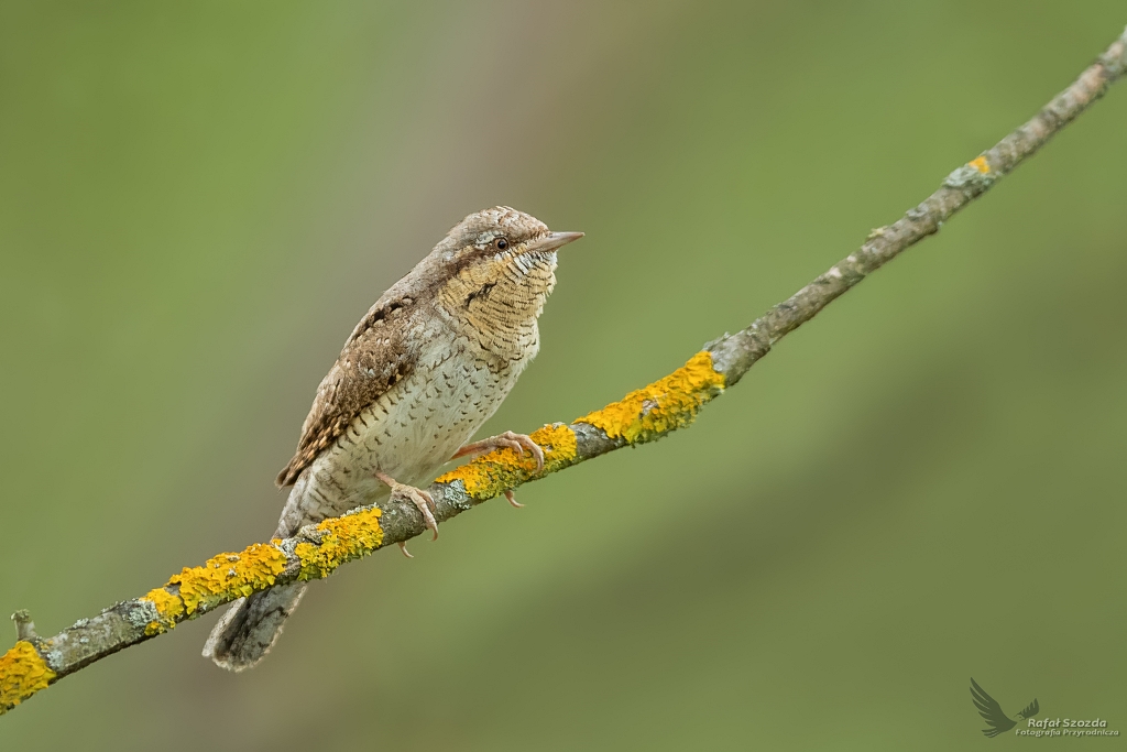 Krtogw, Eurasian Wryneck (Jynx torquilla) ... 2020r