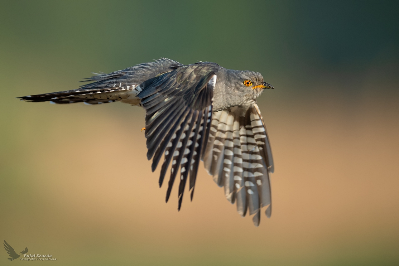 Kukuka, Common Cuckoo (Cuculus canorus) ... 2020r