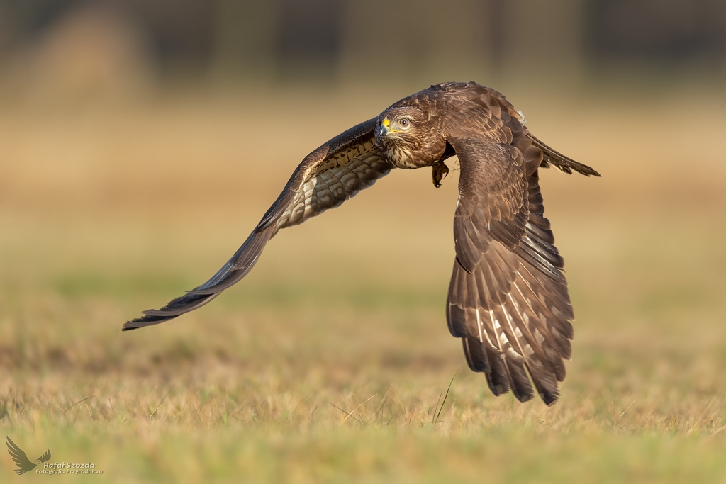 Myszow, Common Buzzard (Buteo buteo) ...