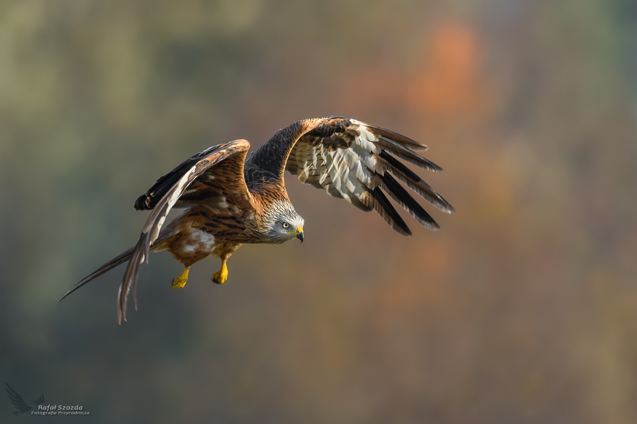 Kania Ruda, Red Kite (Milvus milvus) ...