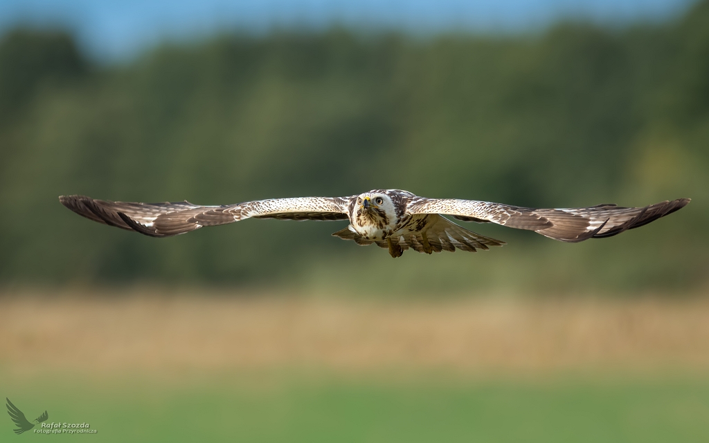 Myszow, Common Buzzard (Buteo buteo) ...