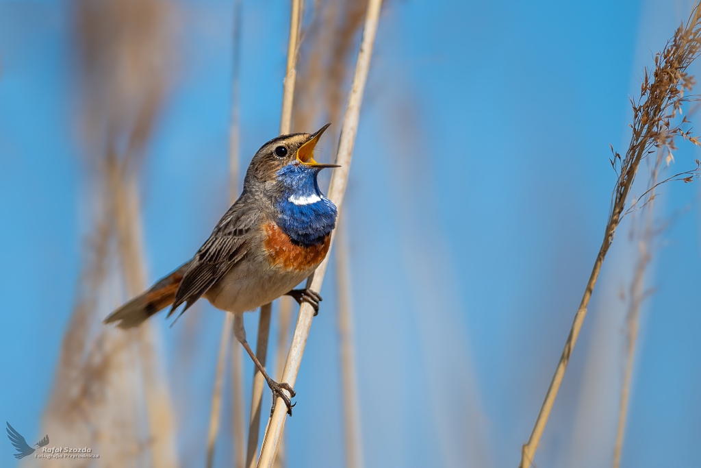 Podrniczek, Bluethroat (Luscinia svecica) ... 2020r