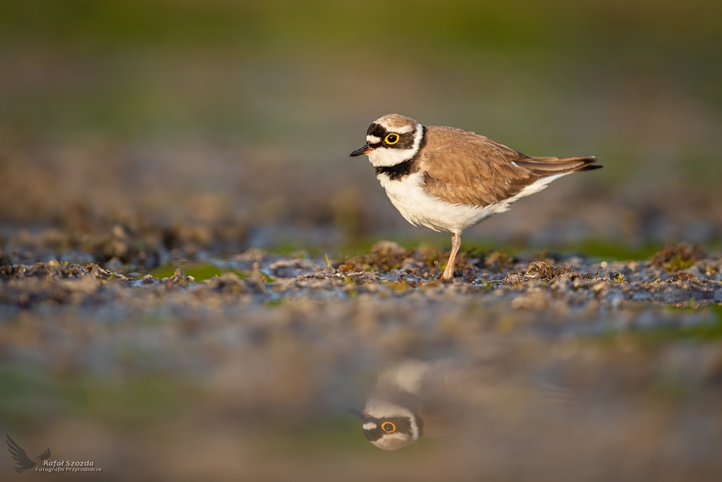 Sieweczka rzeczna, Little Ringed Plover (Charadrius dubius) ... 2020r
