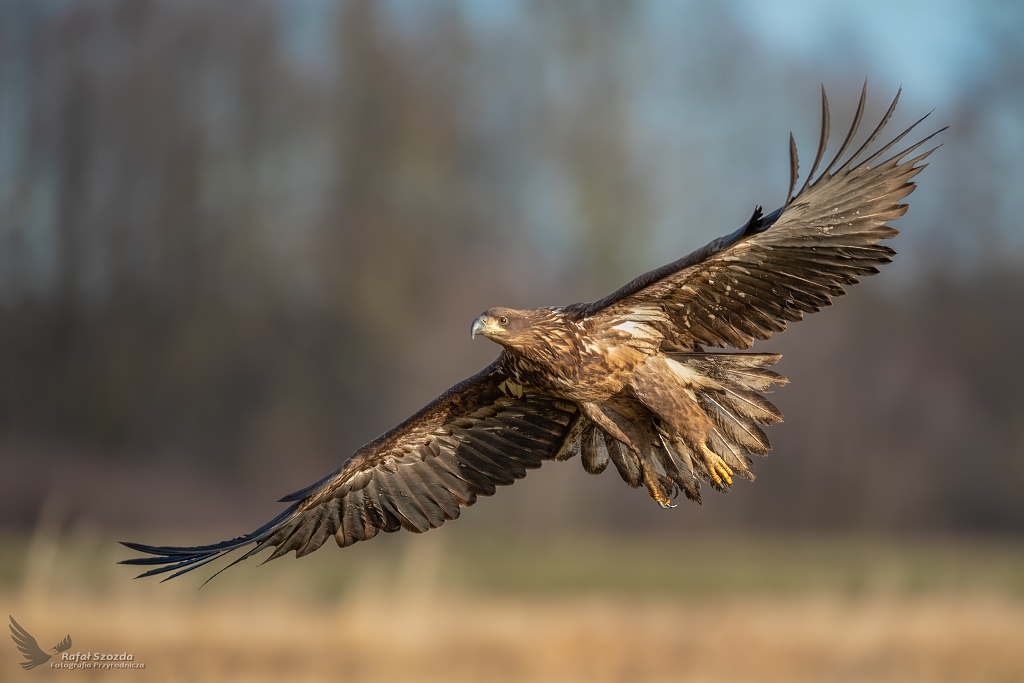 Modzie na oblotach ... Bielik, White-tailed Eagle (Haliaeetus albicilla) ... 2020r