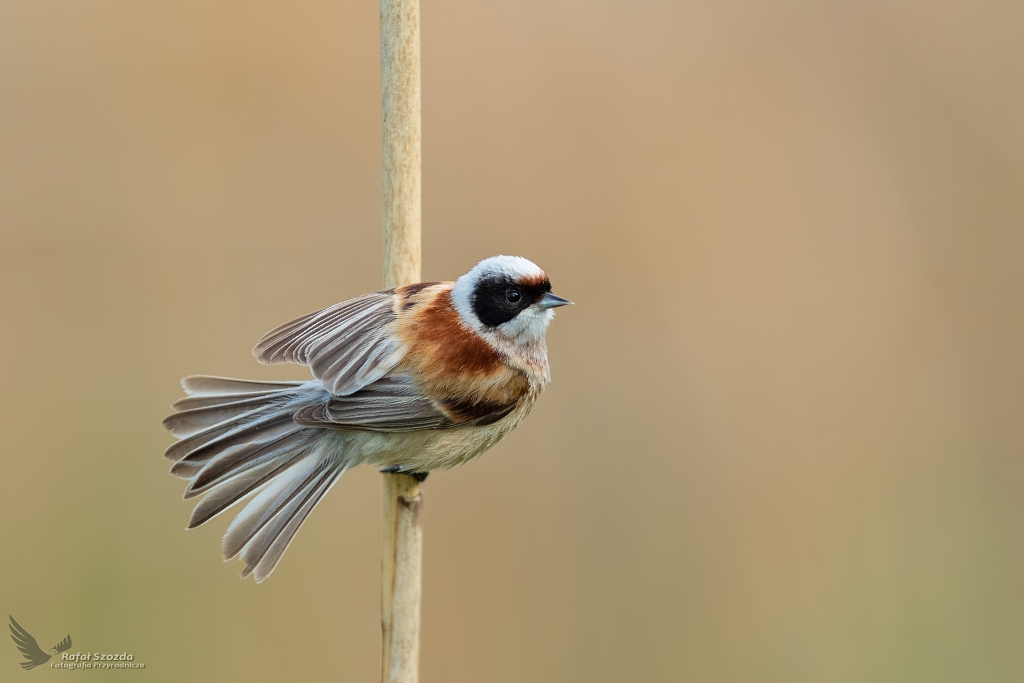 Remiz, Eurasian Penduline-Tit (Remiz pendulinus) ... 2020r