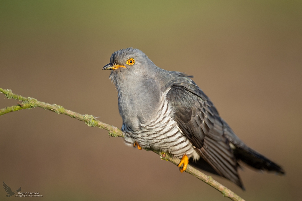 Kukuka, Common Cuckoo (Cuculus canorus) ... 2020r