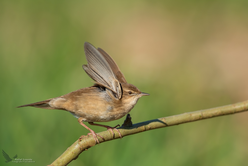 Brzczka, Savi's Warbler (Locustella luscinioides) ... 2020r