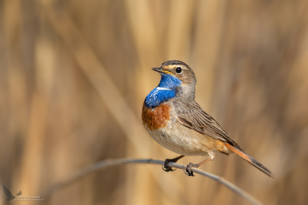 Podrniczek, Bluethroat (Luscinia svecica) ... 2020r