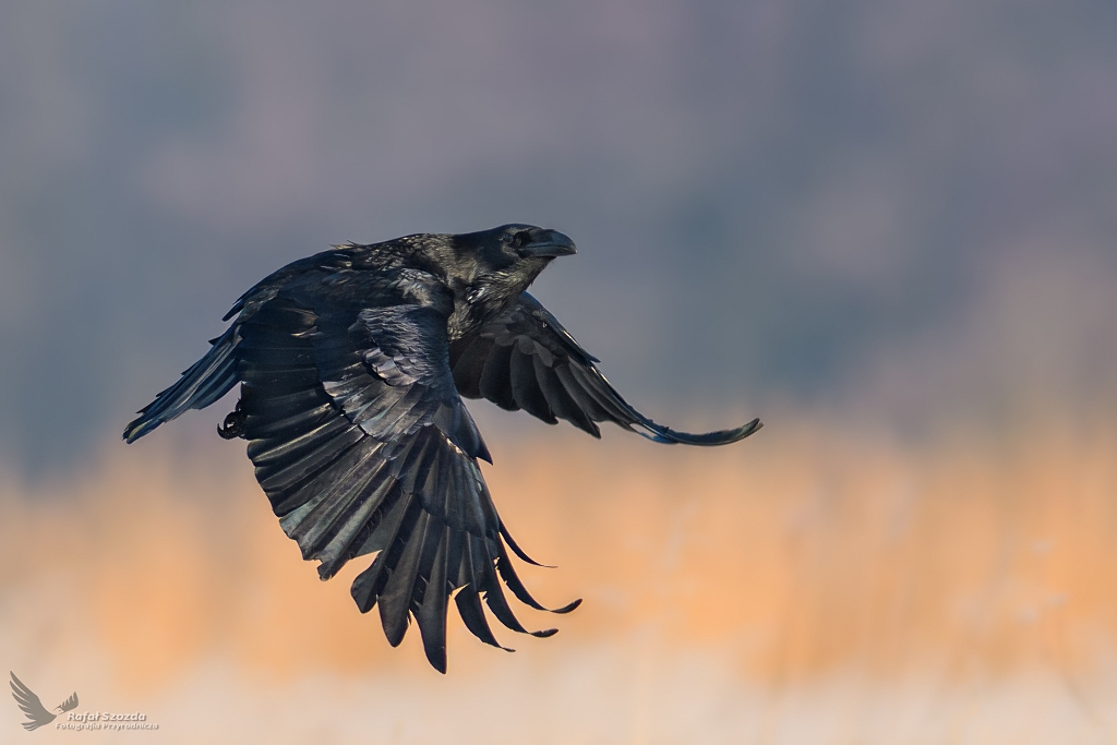 Kruk, Common Raven (Corvus corax) ...