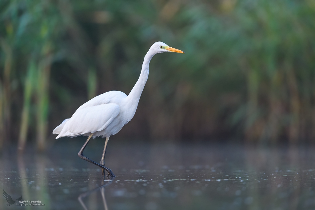 Czapla Biaa, Western Great Egret (Egretta alba) ... 2020r
