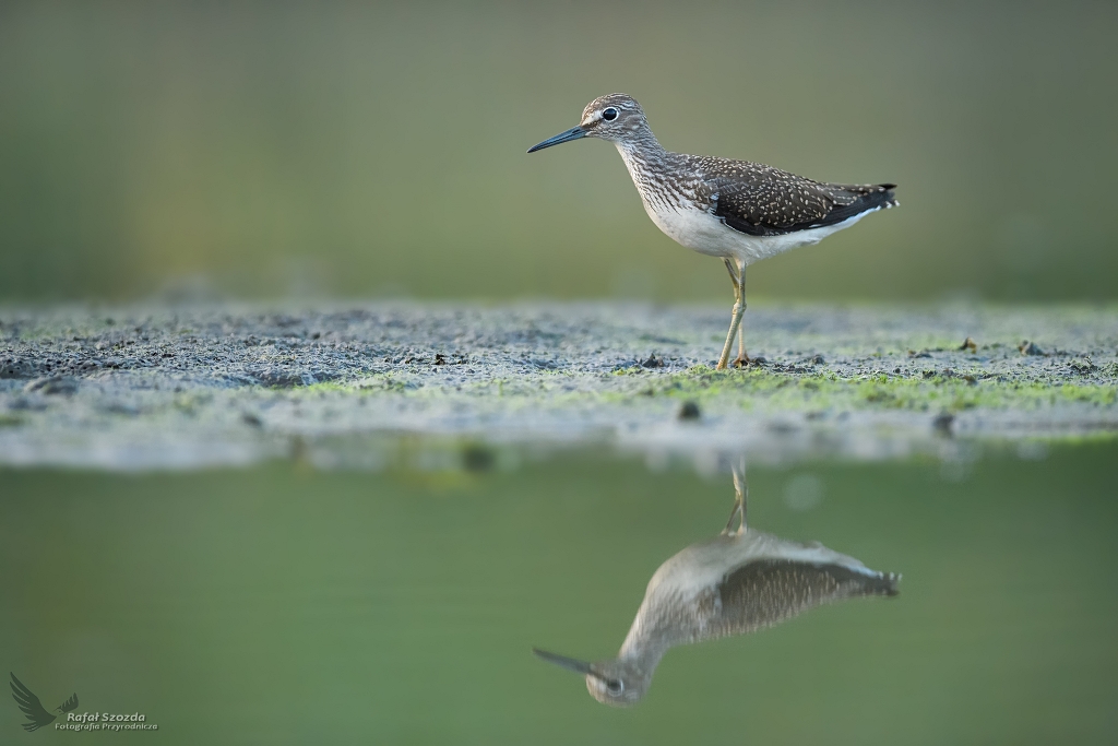 Samotnik, Green Sandpiper (Tringa ochropus) ... 2020r