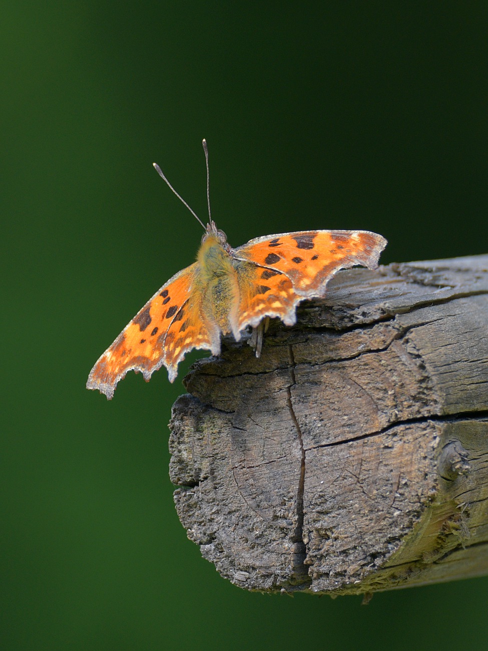 Motyl