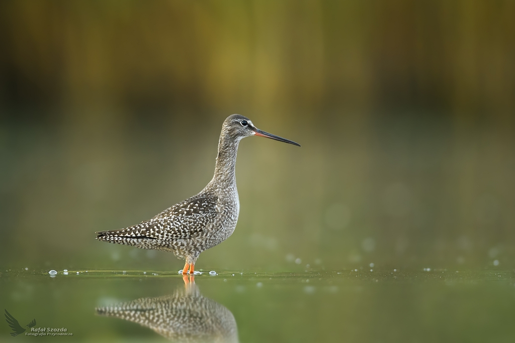 Brodziec niady, Spotted Redshank (Tringa erythropus) ... 2020r