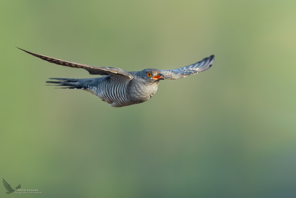 Kukuka, Common Cuckoo (Cuculus canorus) ... 2020r