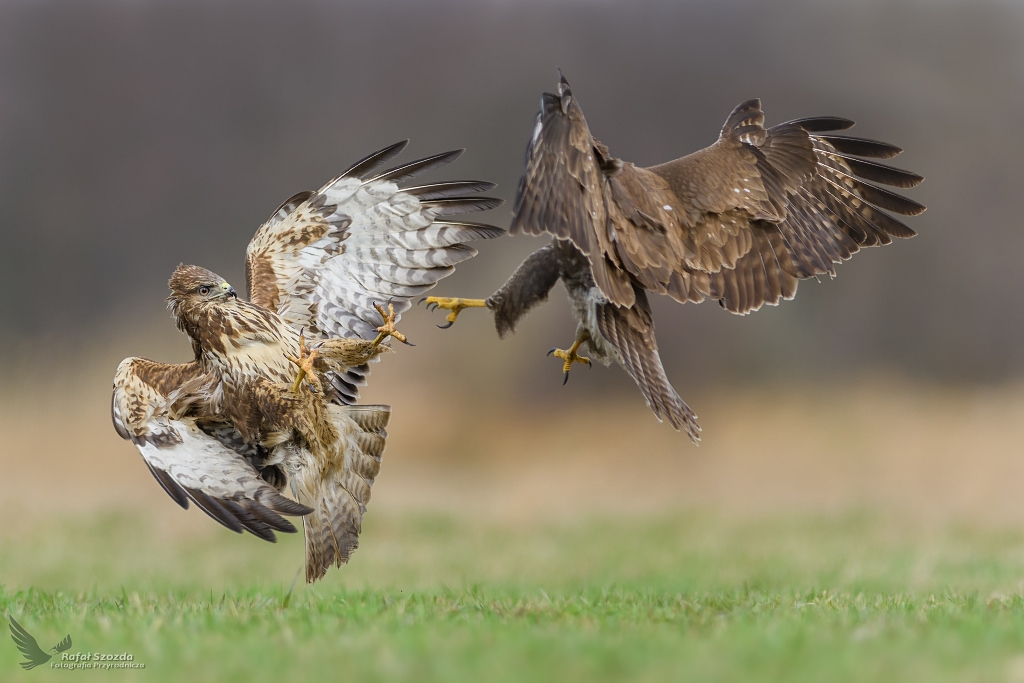 Myszoowy, Common Buzzard (Buteo buteo) ...