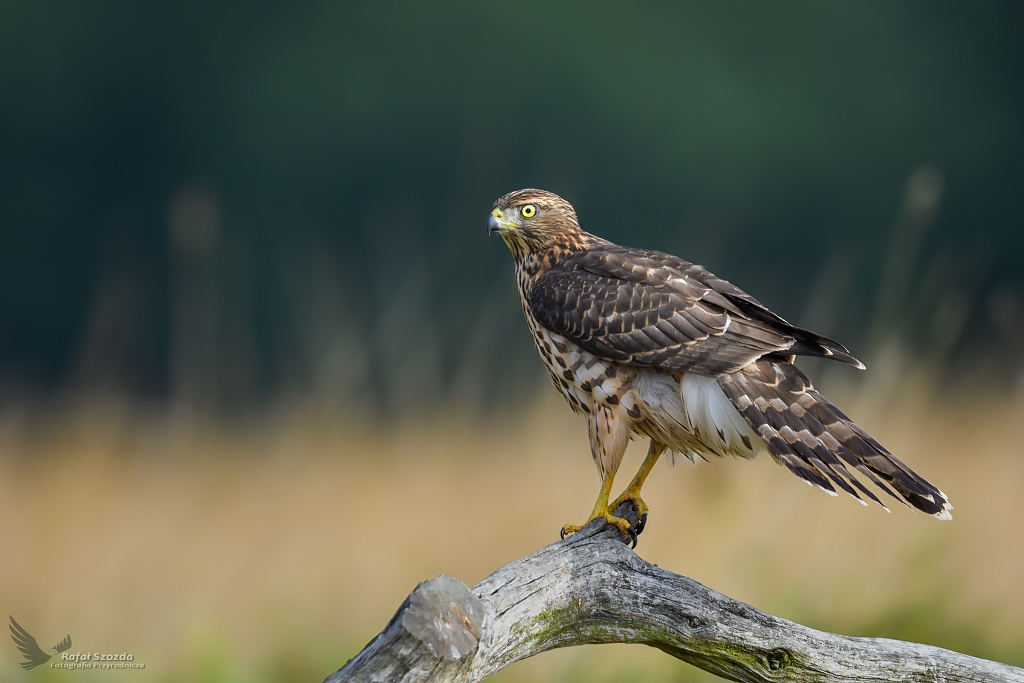 Jastrzb, Northern Goshawk (Accipiter gentilis) ... 2020r