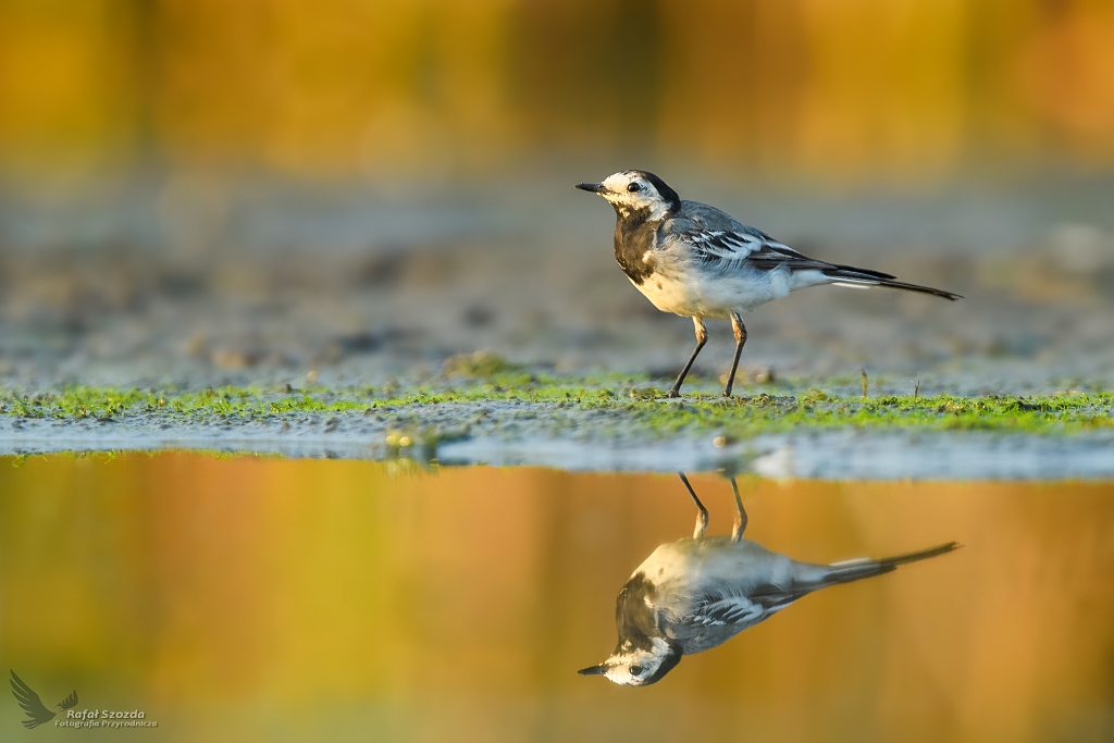 Pliszka Siwa, White Wagtail (Motacilla alba) ... 2020r