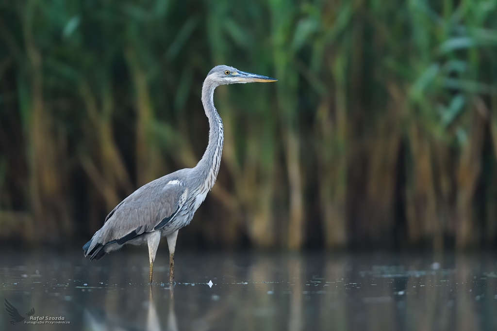 Czapla Siwa, Grey Heron (Ardea cinerea) ... 2020r
