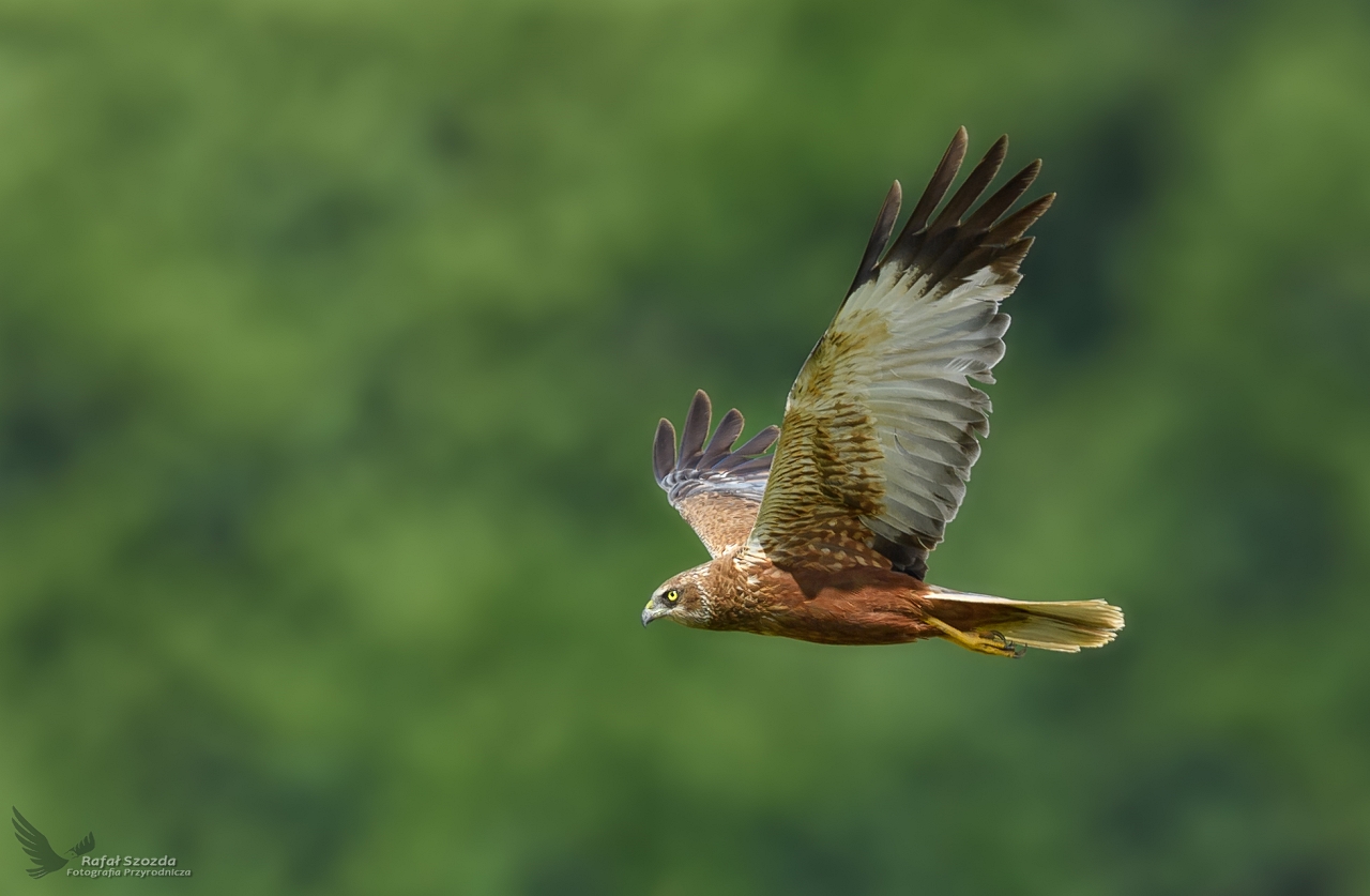 Botniak Stawowy, Western Marsh-Harrier (Circus aeruginosus) ... 2020r