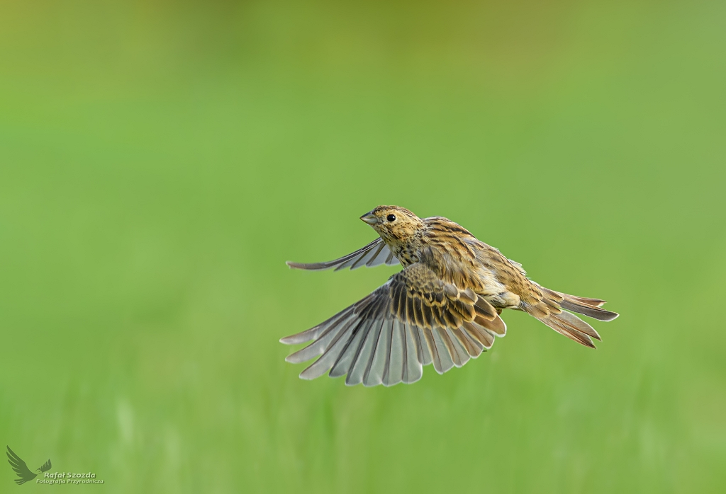 Potrzeszcz, Corn Bunting (Emberiza calandra) ... 2020r