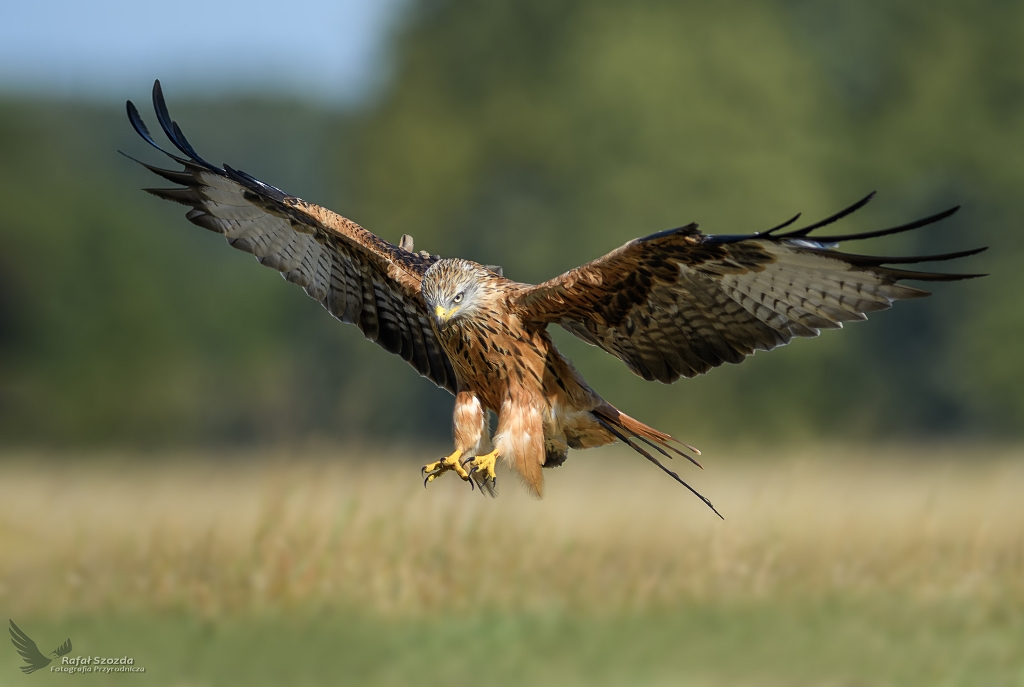 Kania Ruda, Red Kite (Milvus milvus) ...