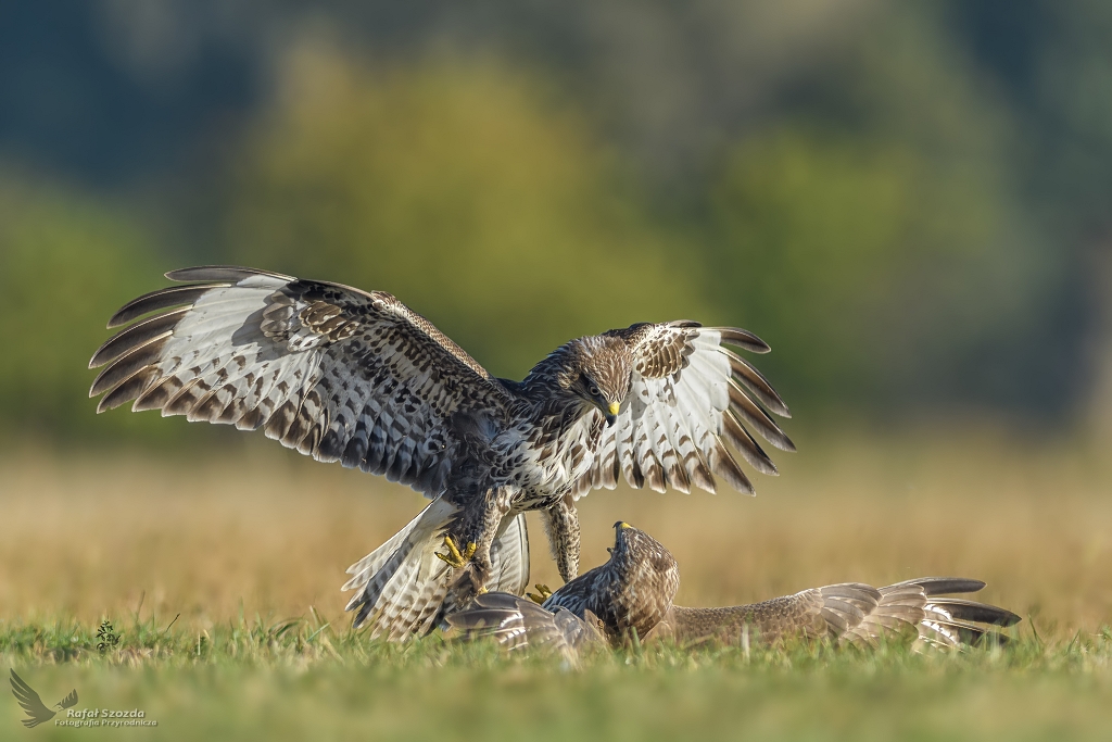 Myszoowy, Common Buzzard (Buteo buteo) ...