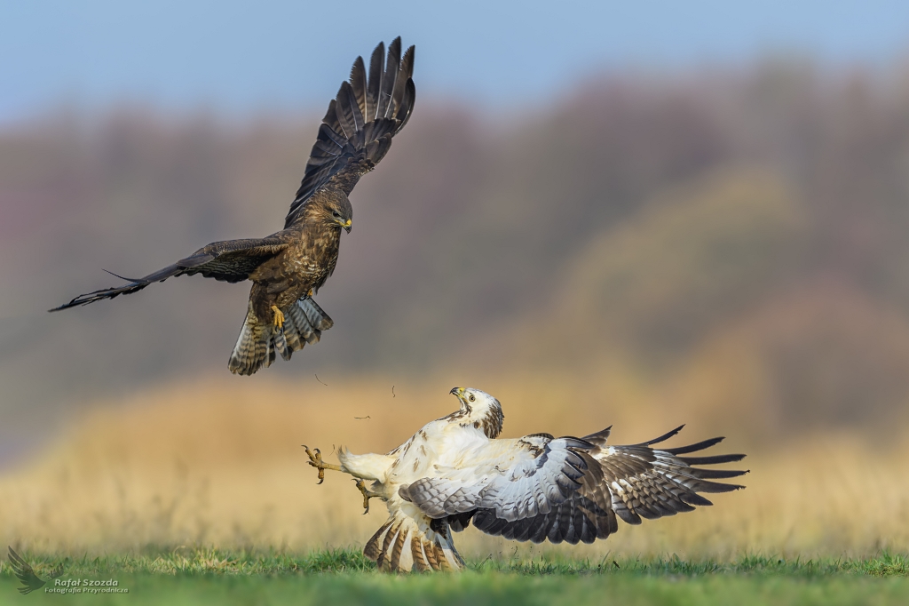Myszoowy, Common Buzzard (Buteo buteo) ...