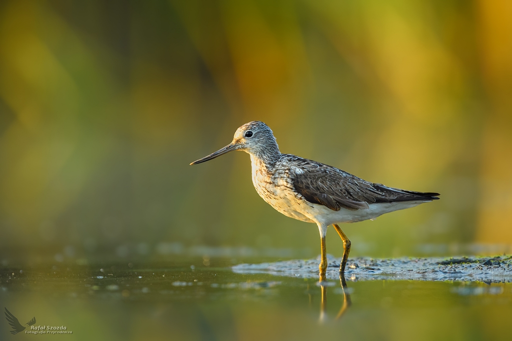 Kwokacz, Common Greenshank (Tringa nebularia) ... 2020r