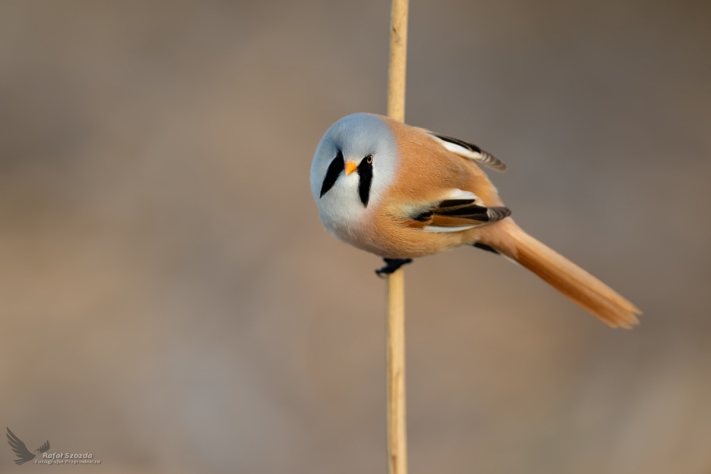 Wsatka, Bearded Parrotbill (Panurus biarmicus) ... 2020r