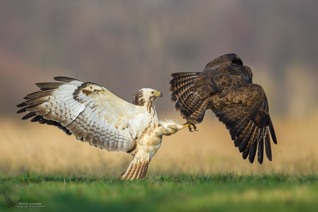 Myszoowy, Common Buzzard (Buteo buteo) ...